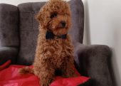 Toy  poodle 3 aylık